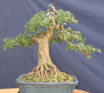 Cây Bonsai Linh Sam