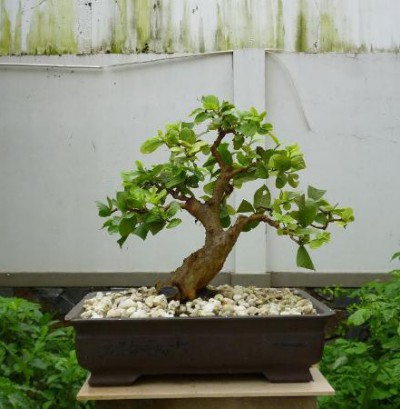Cây ổi Bonsai