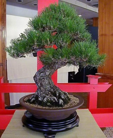 Chậu Cây Bonsai Linh Sam Lá Nhỏ