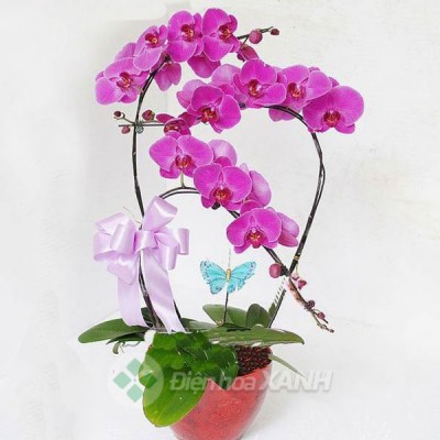 Hoa lan hồ điệp chậu 3 cây màu tím