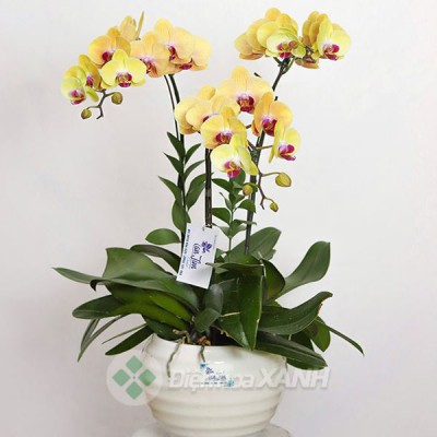 Chậu lan hồ điệp 016