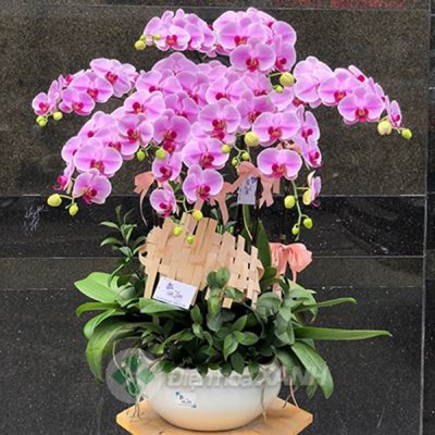 Chậu lan hồ điệp 019