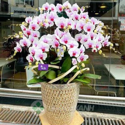 Chậu lan hồ điệp 020