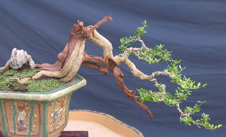 uu diem cua cay linh sam dang bonsai dep 1